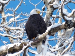 Eagle February 2015 by Candy Moot.jpg