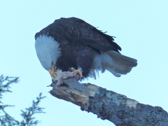 Eagle eating fish by Candy Moot.jpg