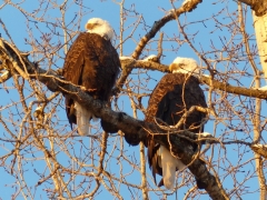 Eagles in the autumn by Candy Moot.JPG