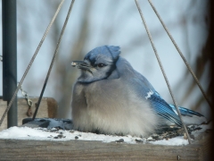 blue jay staying well fed by Candy Moot.JPG