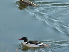common mergansers by Candy Moot.JPG