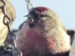 common red poll by Candy Moot.jpg