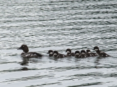 Mom and chicks