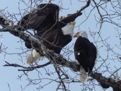 eagles, she's leaving by Candy Moot.jpg