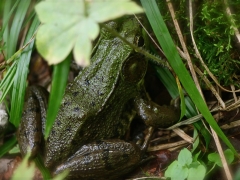 hiding frog