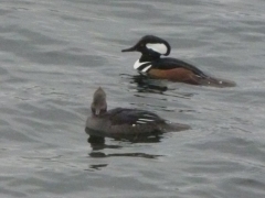 hooded mergansers by Candy Moot.jpg