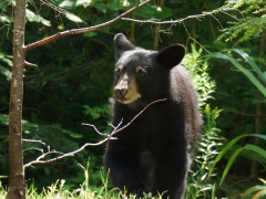 little bear.jpg