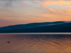 lonely duck