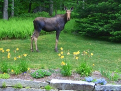 moose on lawn.jpg