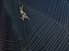 orb weaver