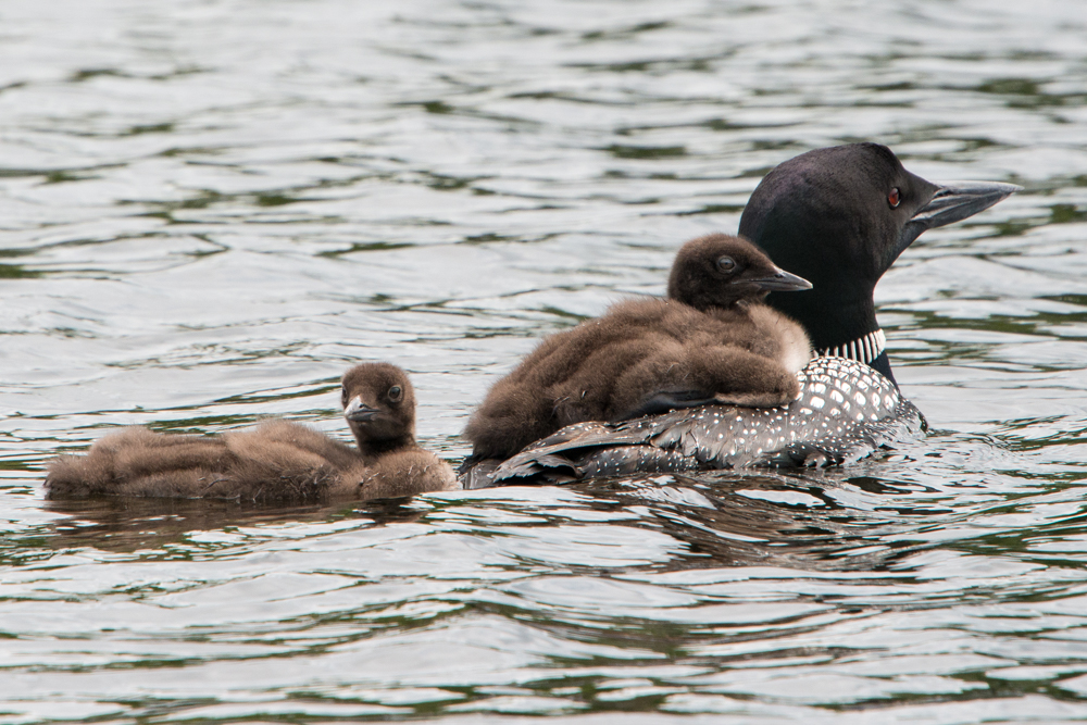 Mother and Baby Loons